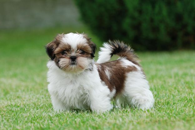9ª - Shih Tzu: