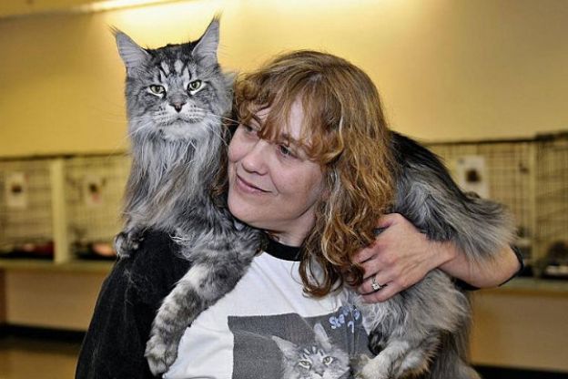 Stewie, o gato doméstico mais comprido do mundo