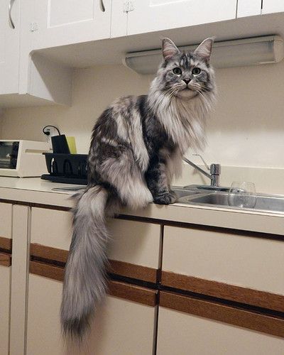 Stewie, o gato doméstico mais comprido do mundo