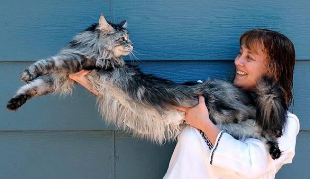 Stewie, o gato mais longo do mundo
