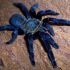 Tarântula Azul Cobalto