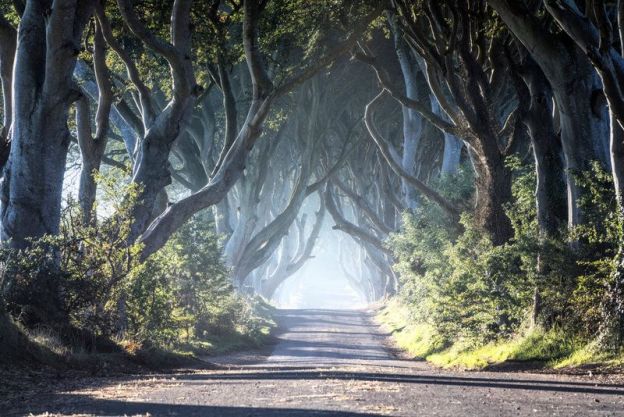 The Dark Hedges - Irlanda do Norte