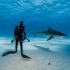 Um mergulhador observa de perto um tubarão-tigre, nas Bahamas