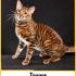 Toyger