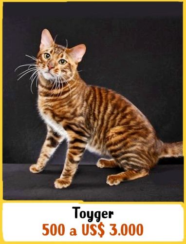 Toyger