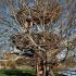 Lake Nest Tree House, por Roderick Wolgamott Romero