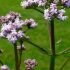 Valeriana officinalis