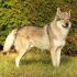 Wolfdog