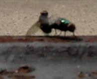 Uma mosca pousou em sua comida; o que você faz? Descubra como você deve proceder