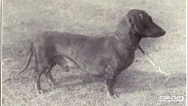 Dachshund