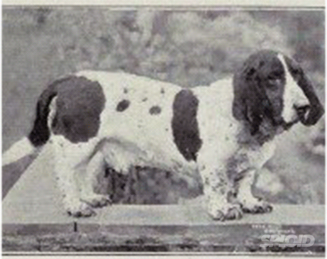 Basset Hound