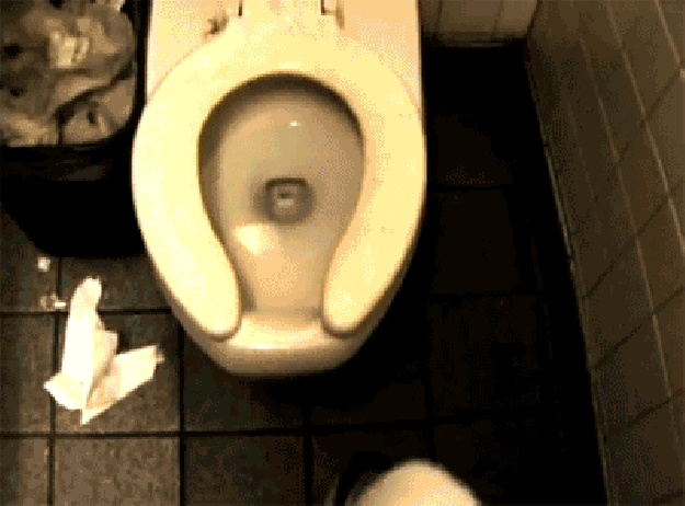 Filhotes da aranha mãe