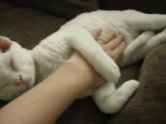 2 - Quando ele se agarra e se esfrega em você, não é por gostar do seu perfume ou da sua roupa, ele apenas está reconhecendo o seu cheiro familiar, num gesto simpático de amor